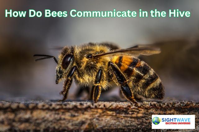 How Do Bees Communicate in the Hive: A Remarkable World of Waggle ...