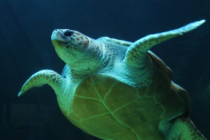 Sea Turtle