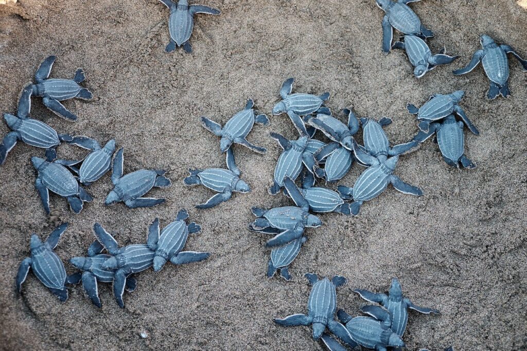 Hatching of Sea Turtle