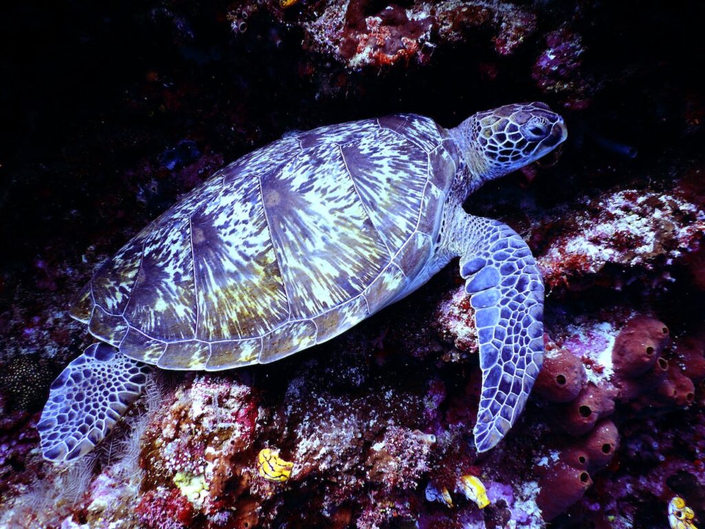 Sea Turtle